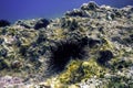 Underwater Sea Urchins on a Rock