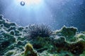 Underwater Sea Urchins on a Rock, Close Up Underwater Urchins Royalty Free Stock Photo