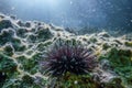 Underwater Sea Urchins on a Rock, Close Up Underwater Urchins Royalty Free Stock Photo