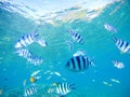 Underwater sea view with dascillus tropical fish in blue water. Royalty Free Stock Photo