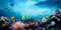 Underwater sea world. Life in a coral reef. Royalty Free Stock Photo