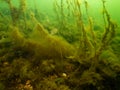 An underwater seascape from the Sound, Malmo Sweden. Green cold water with yellow seaweed