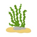 Underwater seaweed. Kelp, laminaria, spirulina. Vector illustration Royalty Free Stock Photo