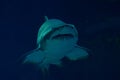 Underwater shark portrait