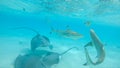 UNDERWATER: Sharks and stingrays muddle up the turquoise ocean with white sand.