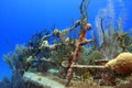 Underwater ship wreck