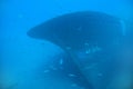 Underwater ship wreck and fishes, blue background