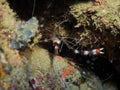 Underwater shirmp between reef