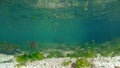 Underwater shoal of small fish between water surface and sandy seabed, Black sea, Odessa, Ukraine