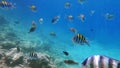 Underwater shoot of curious sergeant major fish float in blue sea water. Marina fish pintano. Damselfish float nea colar