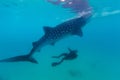 Underwater shoot of a gigantic whale sharks ( Rhincodon typus) Royalty Free Stock Photo