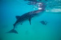 Underwater shoot of a gigantic whale sharks ( Rhincodon typus) Royalty Free Stock Photo