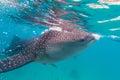 Underwater shoot of a gigantic whale sharks ( Rhincodon typus) Royalty Free Stock Photo