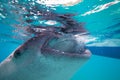 Underwater shoot of a gigantic whale sharks ( Rhincodon typus) Royalty Free Stock Photo