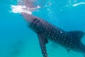 Underwater shoot of a gigantic whale sharks ( Rhincodon typus) Royalty Free Stock Photo