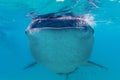 Underwater shoot of a gigantic whale sharks ( Rhincodon typus) Royalty Free Stock Photo