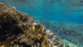 Underwater shoot of vivid coral reef with a tiny fishes in clear water