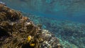 Underwater shoot of vivid coral reef with a tiny fishes in clear water