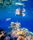 Underwater shoot of a young boy snorkeling in red sea Royalty Free Stock Photo