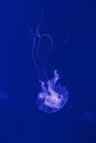 underwater shooting of beautiful Amakusa Jellyfish small (Sanderia Malayensis