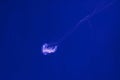 underwater shooting of beautiful Amakusa Jellyfish small (Sanderia Malayensis