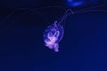 underwater shooting of beautiful Amakusa Jellyfish small (Sanderia Malayensis