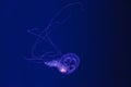 underwater shooting of beautiful Amakusa Jellyfish small (Sanderia Malayensis