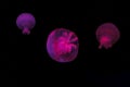 underwater shooting of beautiful cannonball jellyfish