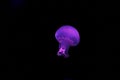 underwater shooting of beautiful cannonball jellyfish