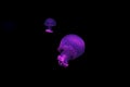 underwater shooting of beautiful cannonball jellyfish