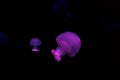 underwater shooting of beautiful cannonball jellyfish