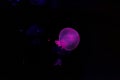 underwater shooting of beautiful cannonball jellyfish