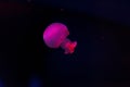 underwater shooting of beautiful cannonball jellyfish