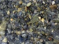 Underwater shoreline showing large crayfish on stones Royalty Free Stock Photo