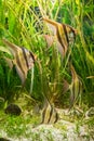 Underwater shot of Altum angelfish and algeas Royalty Free Stock Photo