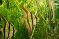 Underwater shot of Altum angelfish and algeas Royalty Free Stock Photo