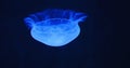 Moon jellyfish, medusa, saucer jelly floating in the dark aquarium. Family Ulmaridae. Close-up, slow motion. Clear Royalty Free Stock Photo