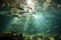 an underwater shot capturing a swarm of minnows in a lake