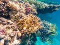 Underwater shot of a coral reef in the Red Sea