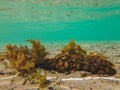 Underwater shot of coral and seaweed Royalty Free Stock Photo