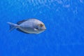 Underwater shot of fish Acanthurus mata Royalty Free Stock Photo