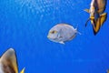 Underwater shot of fish Acanthurus mata Royalty Free Stock Photo