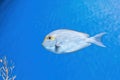Underwater shot of fish Acanthurus mata Royalty Free Stock Photo