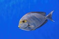 Underwater shot of fish Acanthurus mata Royalty Free Stock Photo