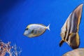 Underwater shot of fish Acanthurus mata Royalty Free Stock Photo