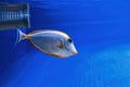 Underwater shot of fish Acanthurus mata Royalty Free Stock Photo