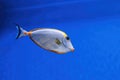 Underwater shot of fish Acanthurus mata Royalty Free Stock Photo