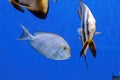 Underwater shot of fish Acanthurus mata Royalty Free Stock Photo