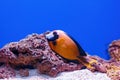 Underwater shot of fish Acanthurus pyroferus Royalty Free Stock Photo