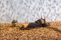 Underwater shot of fish Chromobotia macracanthus